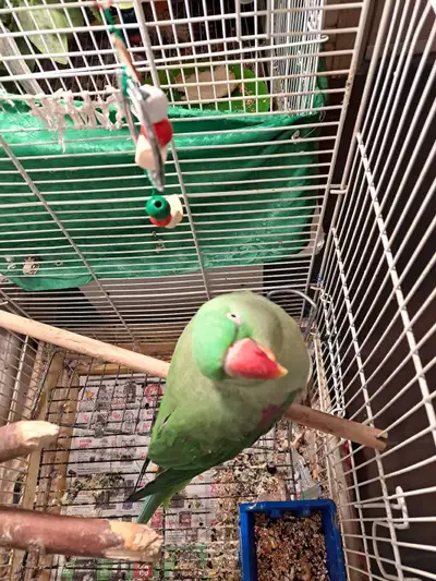 Alexandrian Female for sale, View more