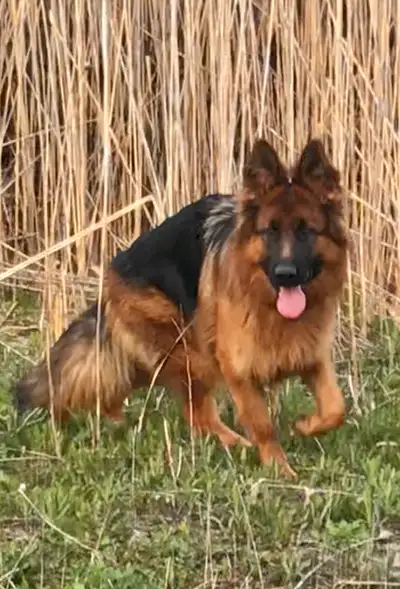Femelle Berger Allemand poiles long enr.. CKC, View more