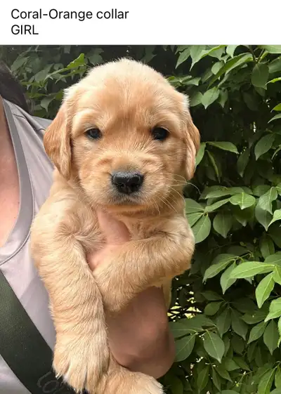 Golden Retriever Puppies, View more