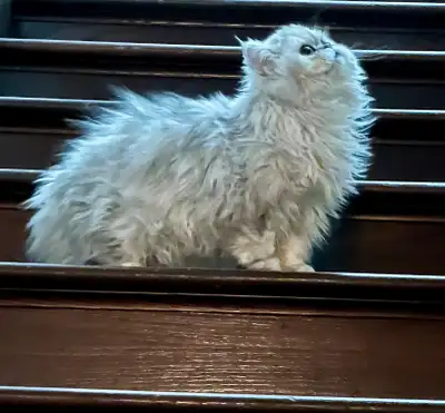 Pure Breed Persian Chinchilla Kittens , View more