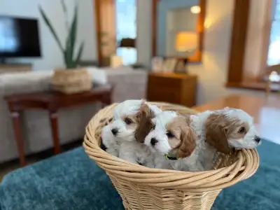 Adorable Cavapoo puppies! Resembling little teddy bears ❤️ Please visit our website for more informa...