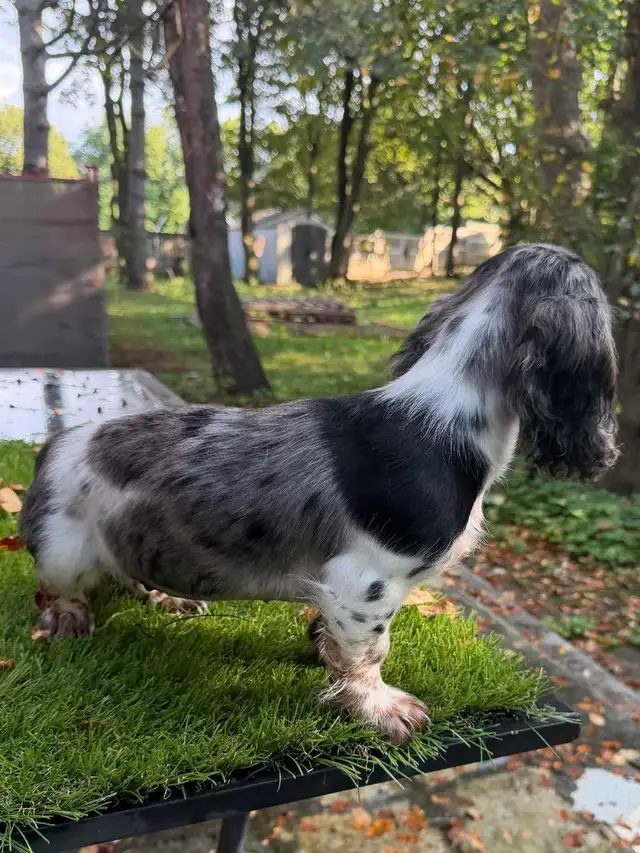 Long Hair Silver Dapple Mini Dachshund Puppy in Dogs & Puppies for Rehoming in Markham / York Region - Image 4