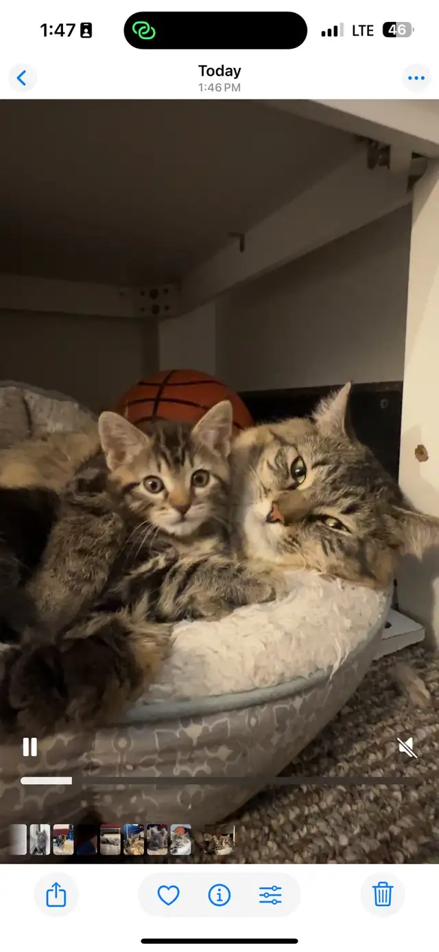 Kittens Russian x siberian Crossbreed mid  Hair Grey Kittens 2