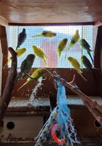 Budgie - Love birds for sale