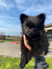 2 Beautiful female Pomeranian Puppies READY TO GO ❤️