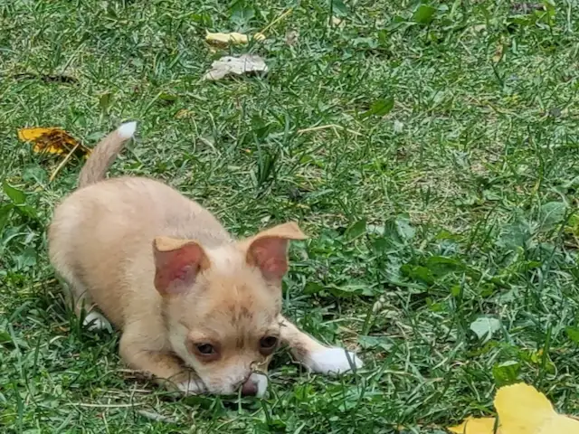 Chihuahua Puppies - Ready to Go! in Dogs & Puppies for Rehoming in Edmonton - Image 3