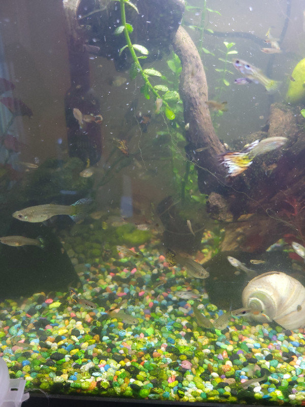 Blue tail female guppies and colorful males in Fish for Rehoming in Summerside - Image 2