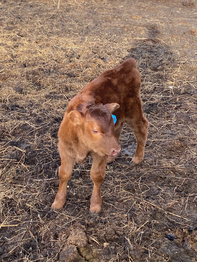 Cow calf pair in Livestock in Regina - Image 2