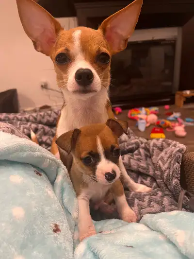Chihuahua Puppy Available! I have one adorable male Chihuahua puppy looking for his forever home! He...