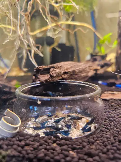 Blue Sapphire Neocaridina Shrimp, View more
