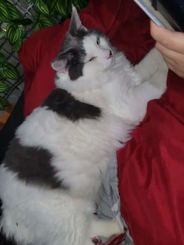 Beautiful female Cat. in Cats & Kittens for Rehoming in North Bay - Image 2