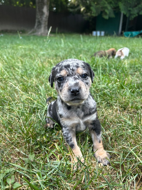 Colourful Dachshund puppies Dogs & Puppies for Rehoming Chilliwack