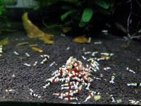 Crystal Red and Crystal Black Shrimp