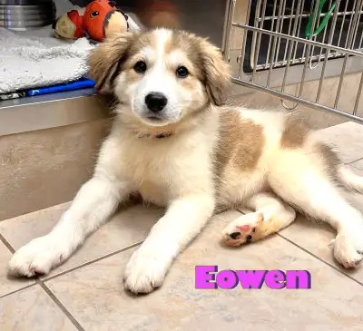 Please read the entire ad for the puppy or dog that you are interested in. Eowen & Tar-Miriel are av...