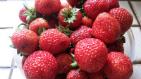 Strawberry Starts - Everbearing Variety
