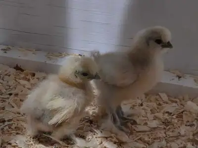 silkie chicks, View more