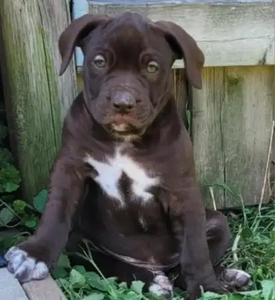 RARE ALAPAHA BULLDOG PUPPIES, View more
