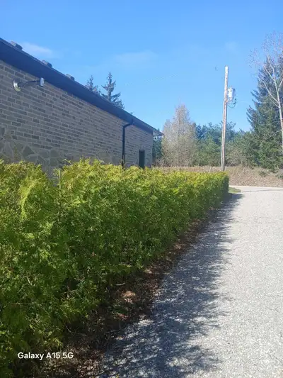 Fast Growing Natural Privacy! Eastern White Cedar Trees 3-15ft Perfect for privacy hedges! Pick up,...