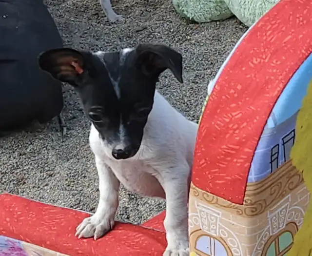 chihuahua croisé teckel in Dogs & Puppies for Rehoming in Laurentides - Image 6