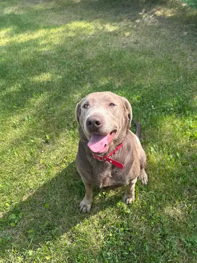 Beautiful 3 Year Old Purebred  Silver Female Labs, View more