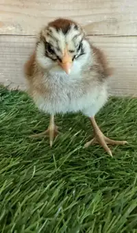 Blue, Green egg chicks