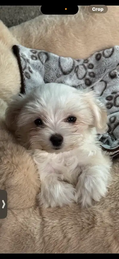Maltipoo Female puppy, View more