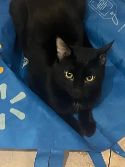 meet shadow . perfect pet for black cat lovers, calm yet affectionate male cat 1yr old & not vaccina...