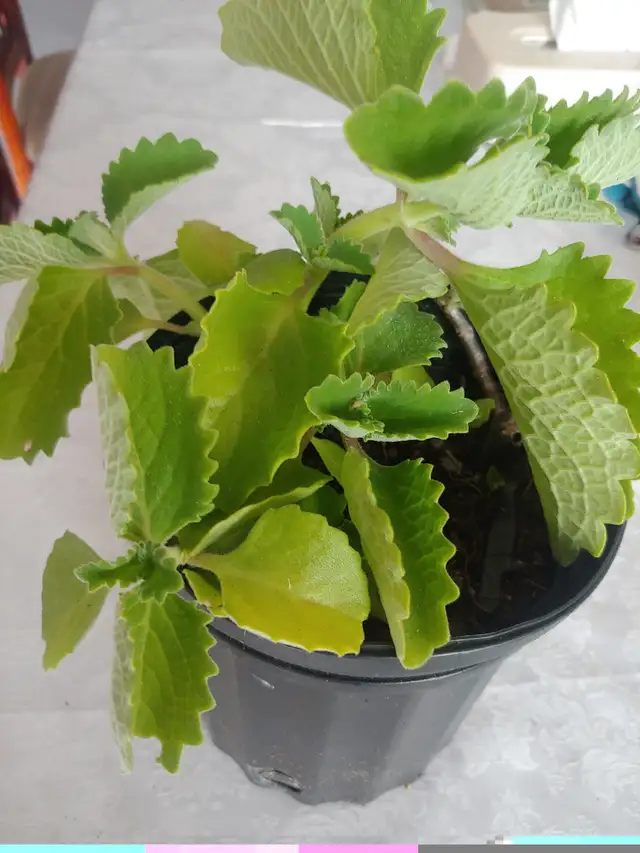 Thyme - broad leaf605939070487777281