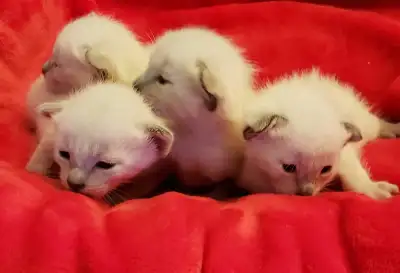 ☀️❤️Superbe Siamois Vaccinés/ Stunning Siamese Vaxxed ❤️☀️☀️, View more