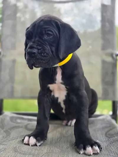 CKC reg'd European Great Dane Puppies, View more