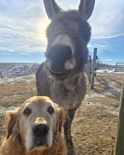 I'm offering a delightful pair of miniature donkeys, a male and a female, with the exciting news tha...