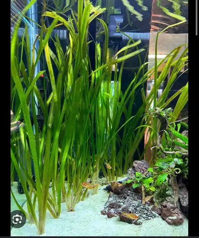 Giant Vallisneria, View more