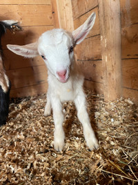 One white baby male goat