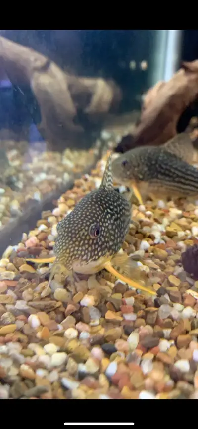 Sterbai Corydoras - Juveniles , View more