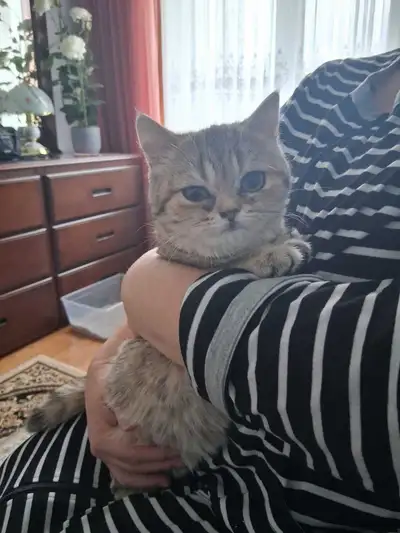 British Shorthair Kitten, View more