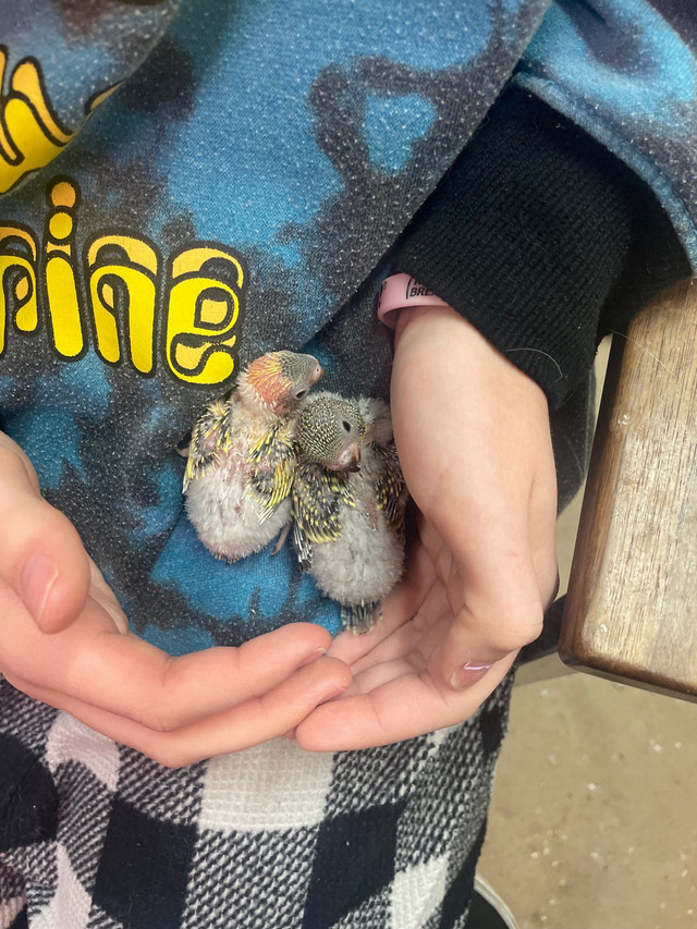 BABY BUDGIES FOR SALE CHEAP in Birds for Rehoming in Ottawa