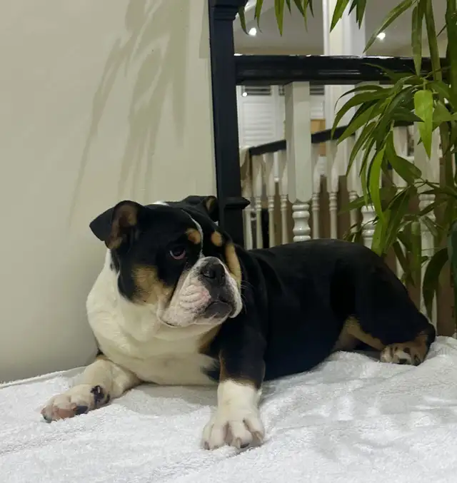 ENGLISH BULLDOGS PUPPY in Dogs & Puppies for Rehoming in Mississauga / Peel Region - Image 2