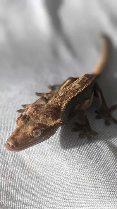 Beautiful pinstripe het-empty back crested gecko. Would need at least a 12*12*18 enclosure - can pro...