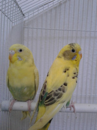 2 BUDGIES FOR $40