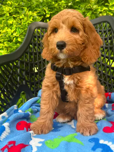 MULTIGENERATIONAL AUSTRALIAN LABRADOODLE PUPPIES-MINI AND MEDIUM, View more