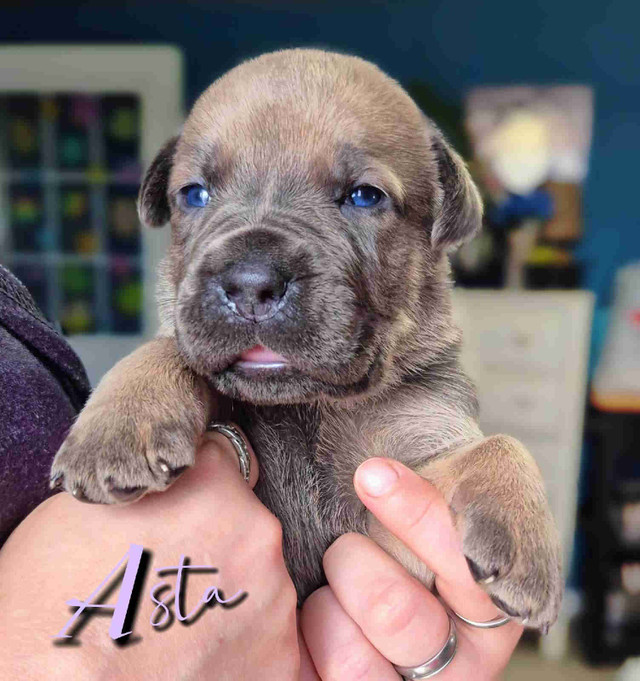 ❤️Cane Corso pups❤️ in Dogs & Puppies for Rehoming in City of Toronto - Image 4