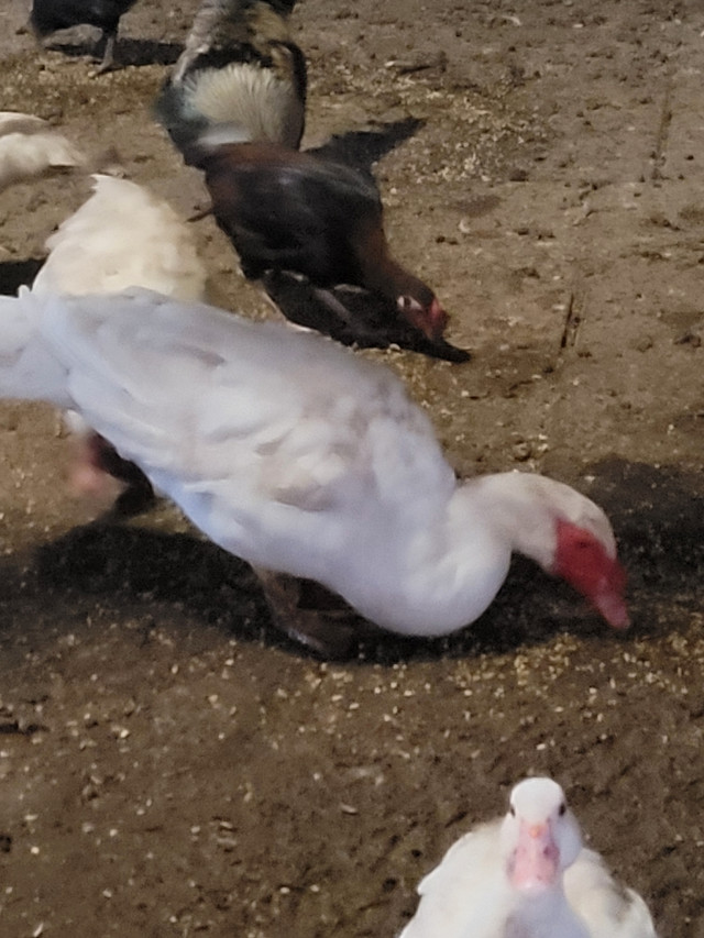 Ducks For Sale  in Livestock in Oakville / Halton Region