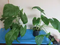 1 - Calla  Lily  Outdoor  Plant