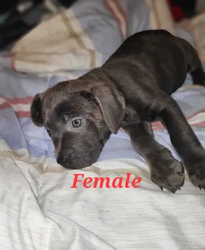 5 Pure Cane Corso Pups, View more