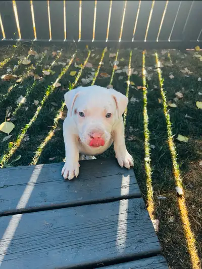 Puppy for sale! Puppy love awaits!, View more