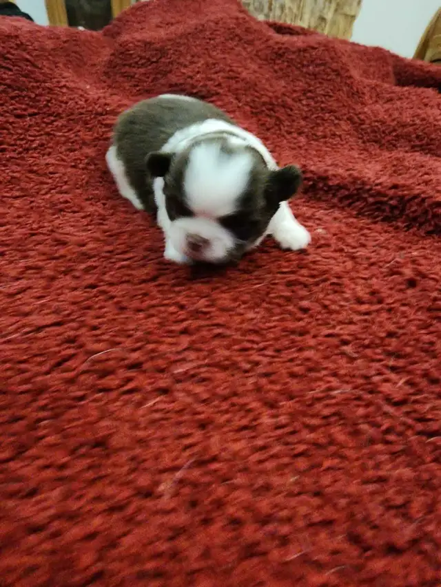 Chihuahua gorgeous puppies from Reputable Breeder in Dogs & Puppies for Rehoming in Ottawa - Image 5