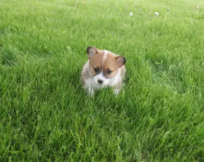 We have available two beautiful CKC registered Pembroke Welsh Corgi female pups (being sold as pets...