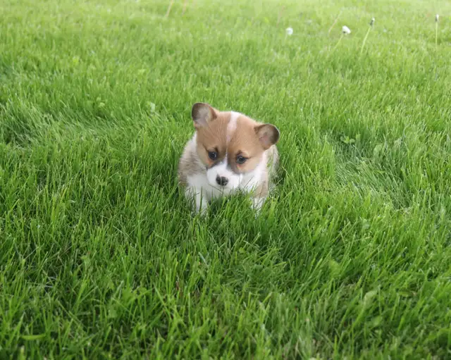 Two CKC Registered Female Pembroke Welsh Corgi Pups Available in Dogs & Puppies for Rehoming in Sarnia - Image 2