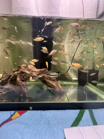 mix African cichlids fry, View more