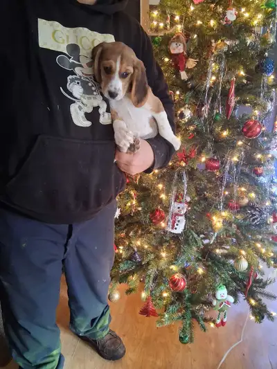 Ho Ho Ho beagle pocket , View more